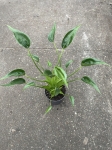 Alocasia Tiny Dancer - L