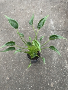 Alocasia Tiny Dancer - L