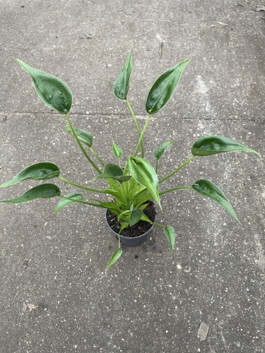 Alocasia Tiny Dancer - L