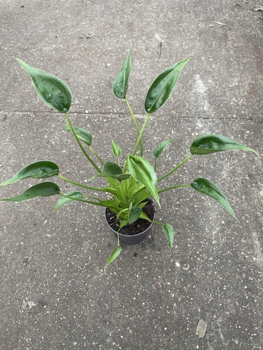 Alocasia Tiny Dancer - L