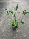 Alocasia Tiny Dancer - L