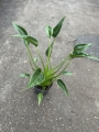 Alocasia Tiny Dancer - L