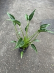 Alocasia Tiny Dancer - L
