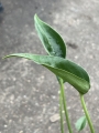 Alocasia Tiny Dancer - L