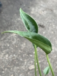 Alocasia Tiny Dancer - L