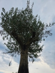 Oliwka Olea europaea - XL