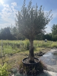 Oliwka Olea europaea - XL
