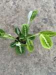 Maranta lemon lime - L
