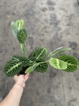 Maranta lemon lime - L