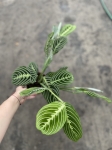 Maranta lemon lime - L