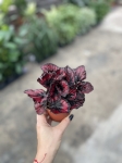 Begonia Red Kiss - M