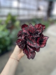 Begonia Red Kiss - M