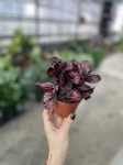 Begonia Red Kiss - M