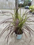Trawa ozdobna pennisetum set. Rubrum