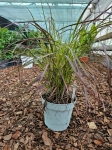 Trawa ozdobna pennisetum set. Rubrum