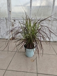 Trawa ozdobna pennisetum set. Rubrum