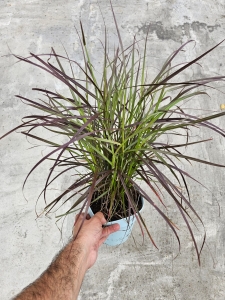 Trawa ozdobna pennisetum set. Rubrum