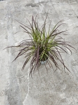 Trawa ozdobna pennisetum set. Rubrum