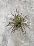 Trawa ozdobna pennisetum set. Rubrum