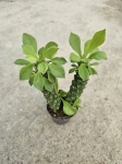 Euphorbia Monadenium Guentheri - S