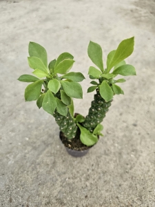 Euphorbia Monadenium Guentheri - S