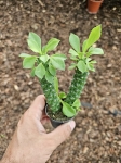 Euphorbia Monadenium Guentheri - S