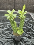 Euphorbia Monadenium Guentheri - S