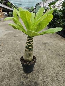 Brighamia - Palma hawajska