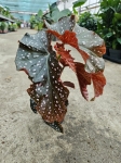Begonia Crackling Rosie - M