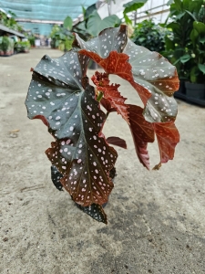 Begonia Crackling Rosie - M