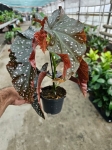 Begonia Crackling Rosie - M