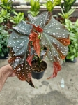 Begonia Crackling Rosie - M