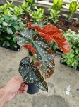 Begonia Crackling Rosie - M