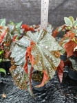 Begonia Crackling Rosie - M