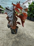 Begonia Crackling Rosie - M