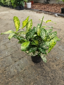 Dracaena surc. Florida Beauty - M