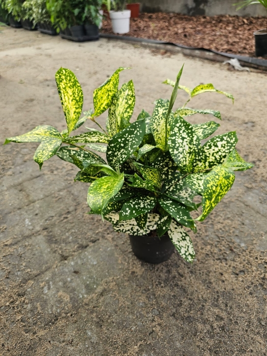 Dracaena surc. Florida Beauty - M