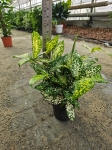 Dracaena surc. Florida Beauty - M