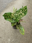 Aglaonema Pink Leopard/ Army Pink - M