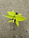 Philodendron Moonlight - S