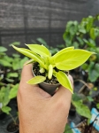 Philodendron Moonlight - S