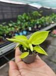 Philodendron Moonlight - S