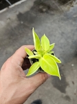 Philodendron Moonlight - S