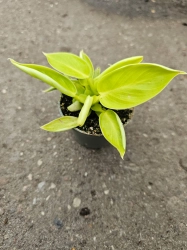 Philodendron Moonlight - S