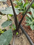 Alocasia Black Stem - XL