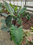 Alocasia Black Stem - XL
