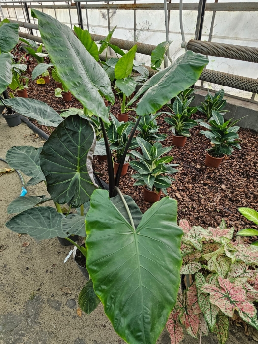 Alocasia Black Stem - XL