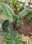 Alocasia Black Stem - XL