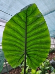 Alocasia Black Stem - XL