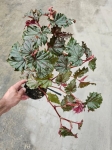 Begonia Sera-ti-Petala - M